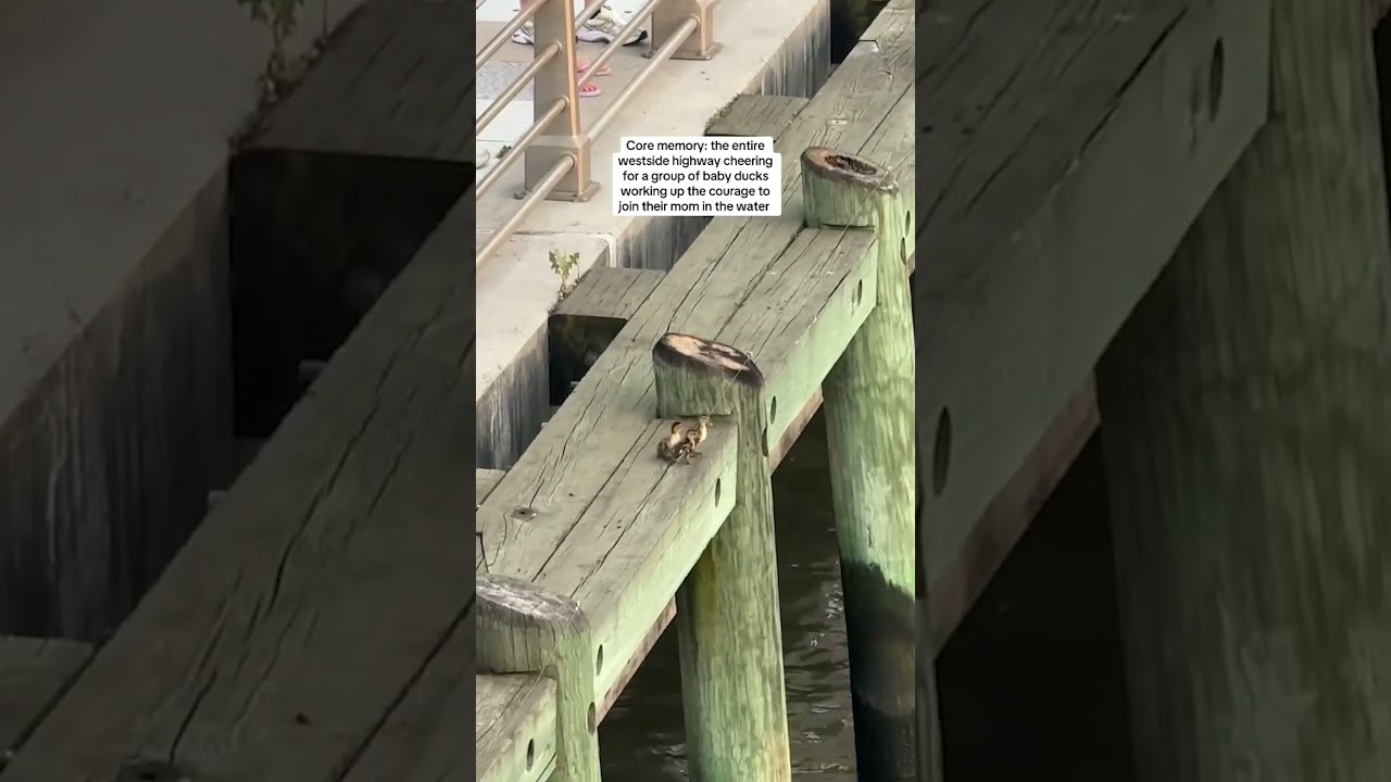 Crowd Cheers as Ducklings Join Mom in Water