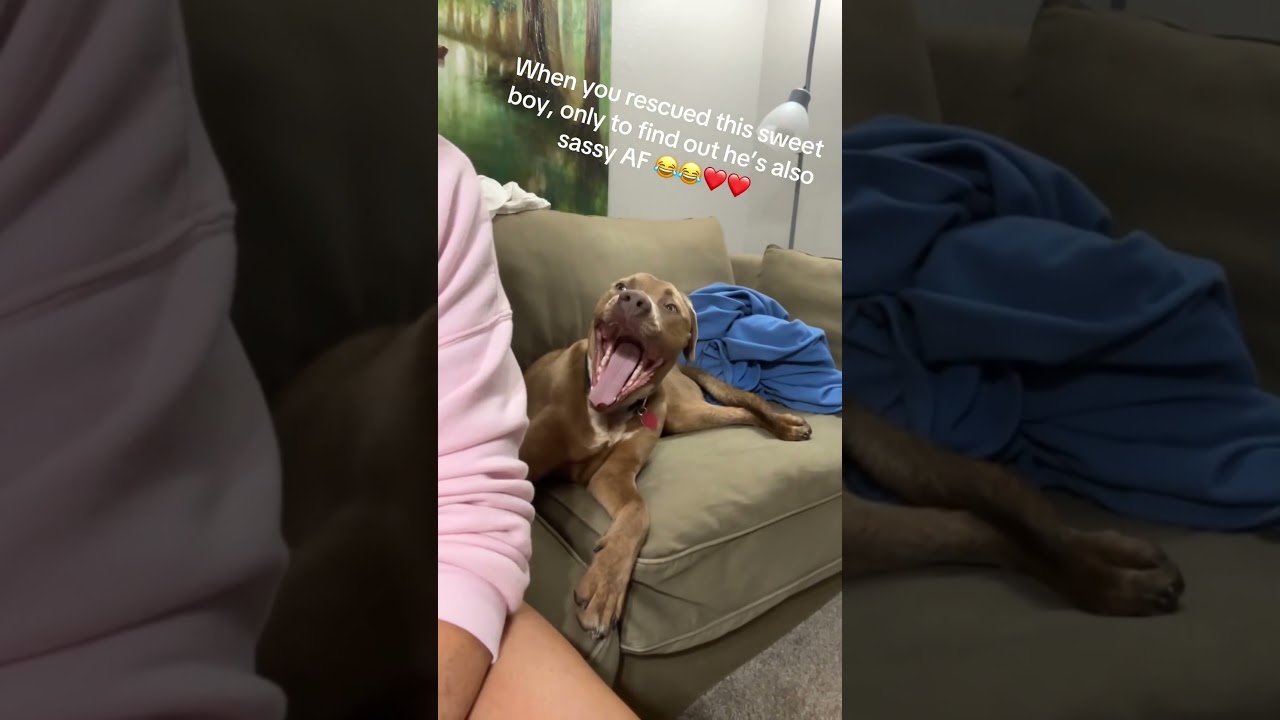 Dog Playfully Talks Back To Woman