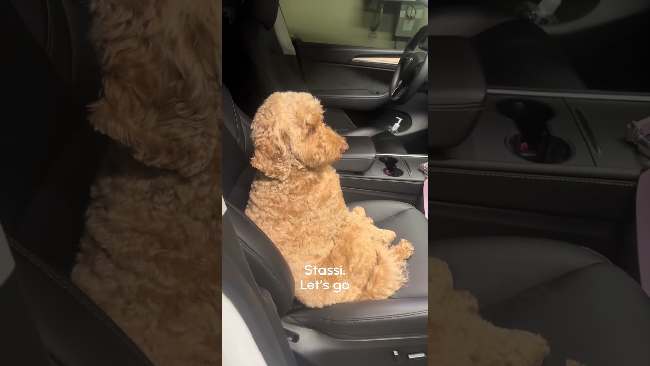 Dog Throws Tantrum And Refuses To Leave Car