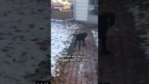 Dog Tries Jumping Through Back Door