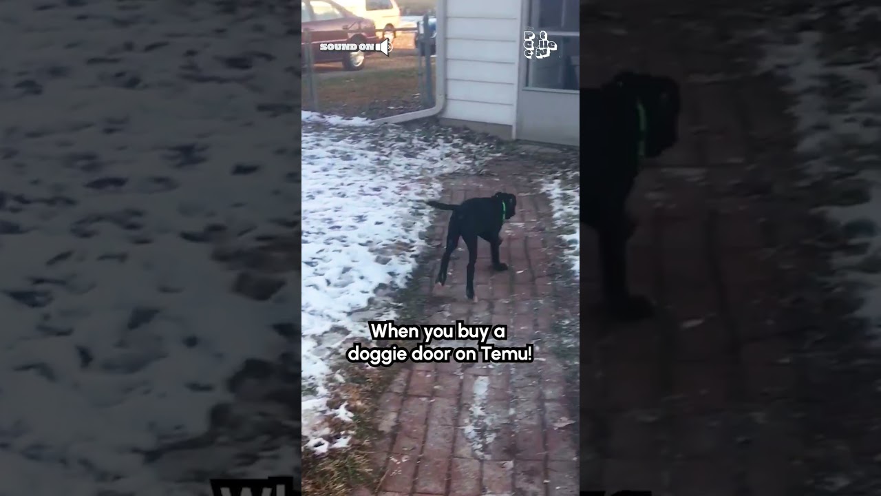 Dog Tries Jumping Through Back Door