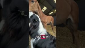 Excited Dog Watches Over Foals