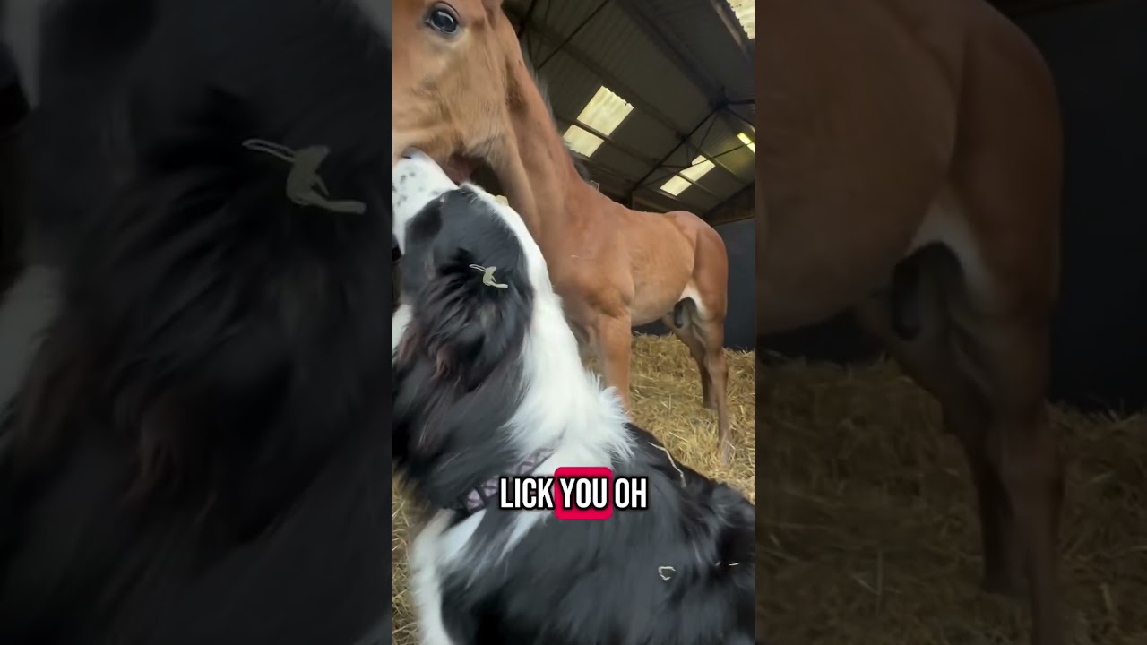 Excited Dog Watches Over Foals