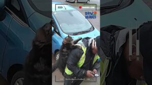 🚨 Funny Animal + Delivery Driver Encounters