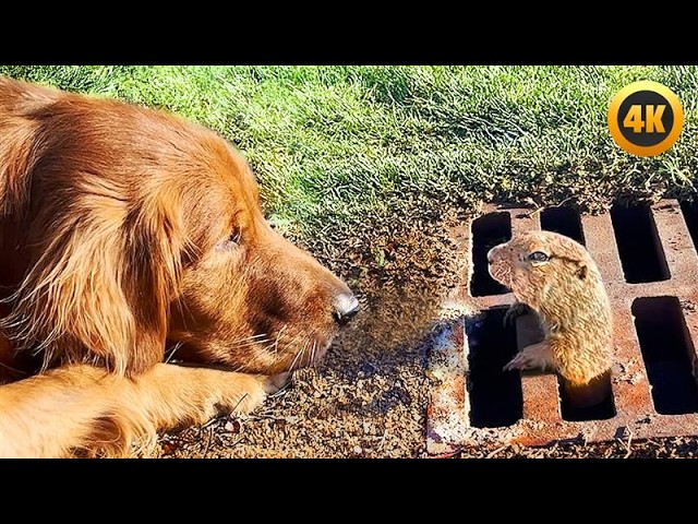 FUNNIEST Pets of 2025...So Far 😂 | BEST Animal Videos