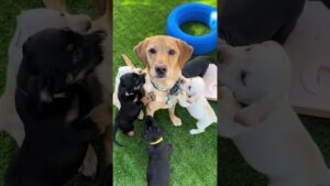 Funny Puppy Caught in the Potty! | Hilarious Puppy Moments