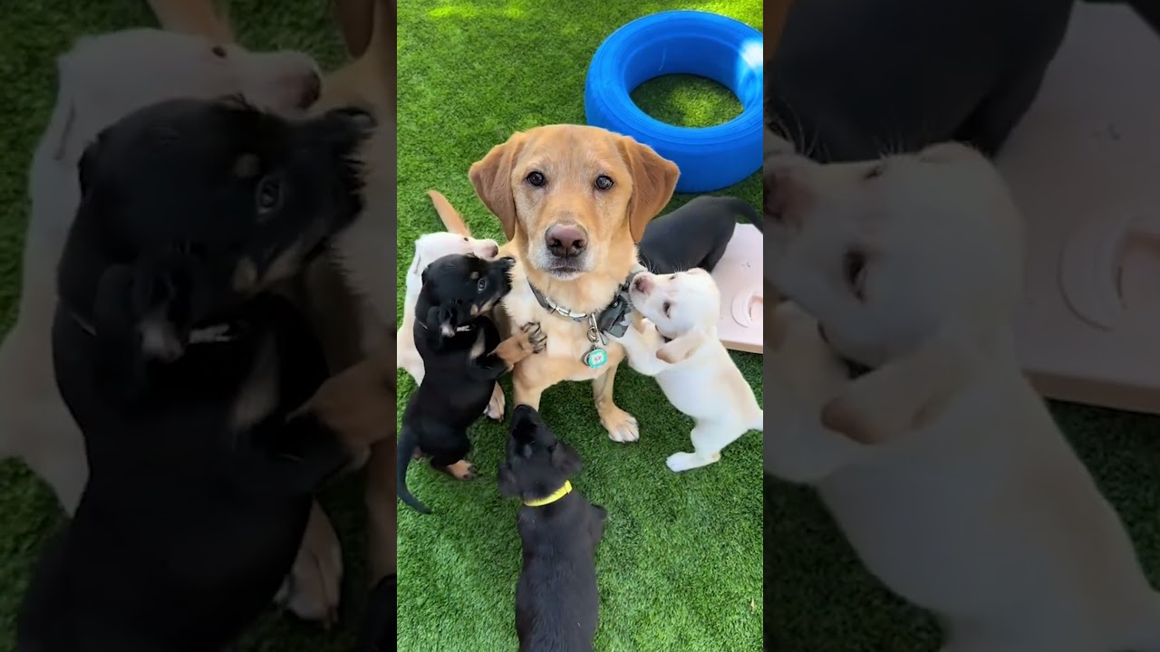 Funny Puppy Caught in the Potty! | Hilarious Puppy Moments