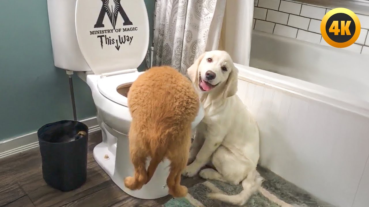 Funny Puppy Caught in the Potty! | Hilarious Puppy Moments