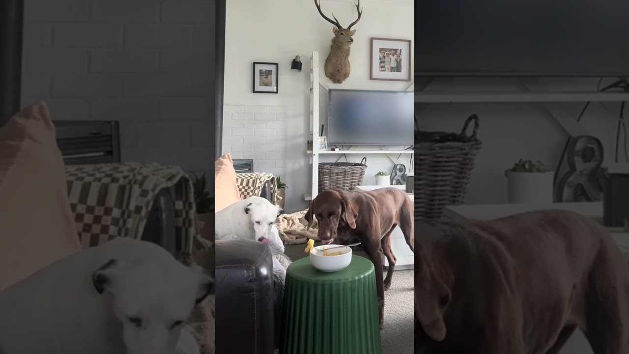 Girl Places Pasta Bowl Before Dogs To Observe Their Reaction