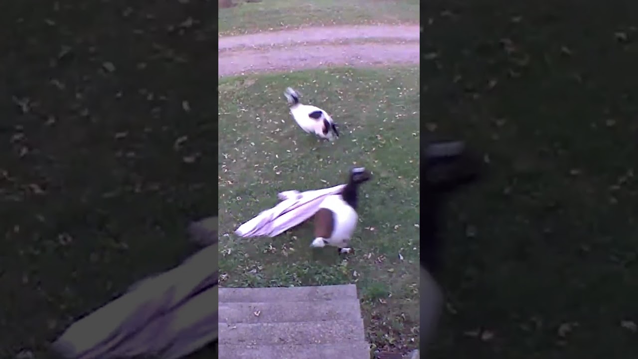 Hilarious Animals Prank Masters | Show Us Your Baddies