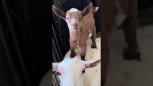 Hilarious Baby Goat Smiles at Camera