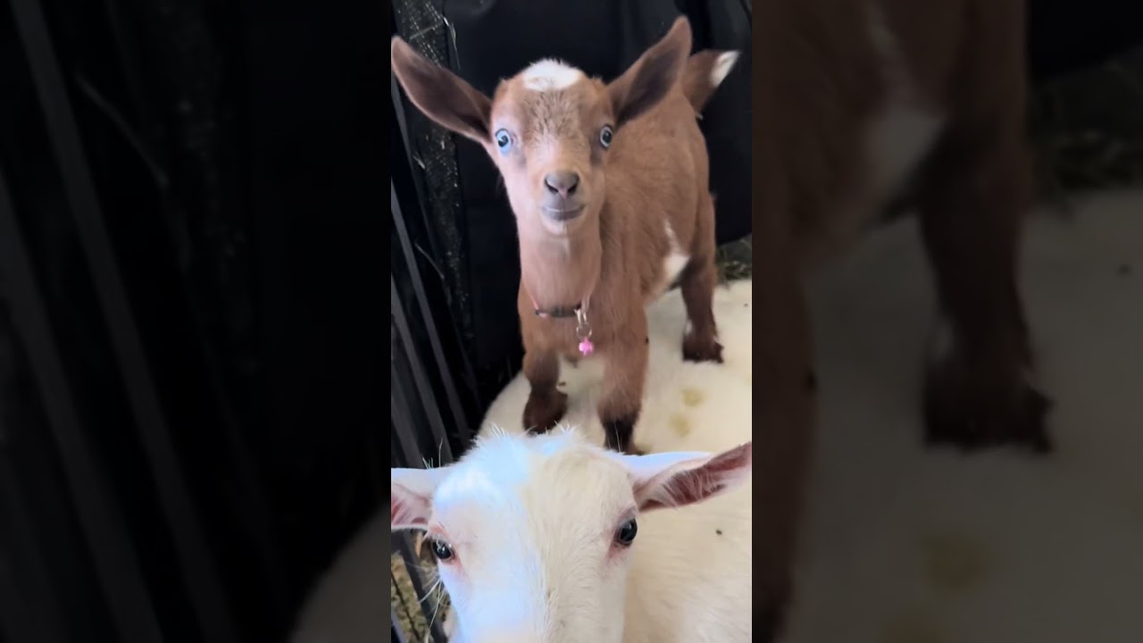 Hilarious Baby Goat Smiles at Camera
