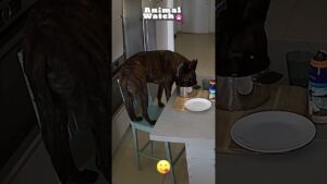 Life is more hilarious with our pets! 🤣🐾 #Funny #CCTV #AnimalWatch
