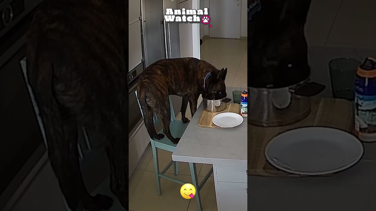 Life is more hilarious with our pets! 🤣🐾 #Funny #CCTV #AnimalWatch