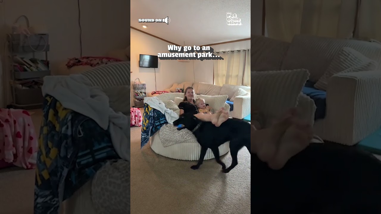 Labrador Gives Spins Mom And Daughter Around On Chair
