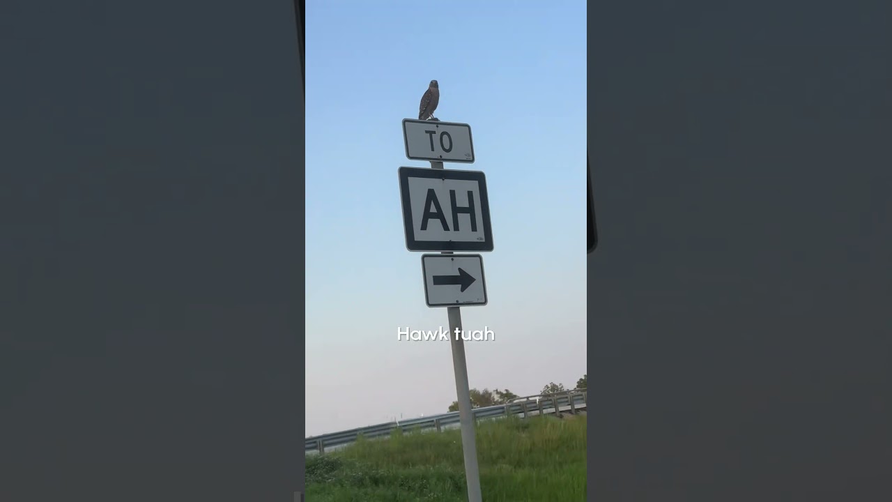 This would've done numbers on vine 🤣🦅  #Hawk #HawkTuah #Birds