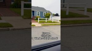 Man Finds His Escapee Dog Casually Strolling Through Neighborhood