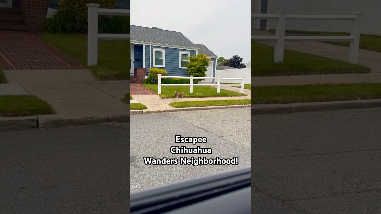 Man Finds His Escapee Dog Casually Strolling Through Neighborhood