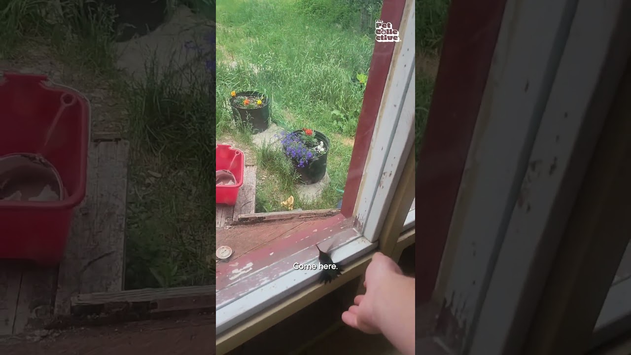 Man Rescues Hummingbird After It Flies Into His House
