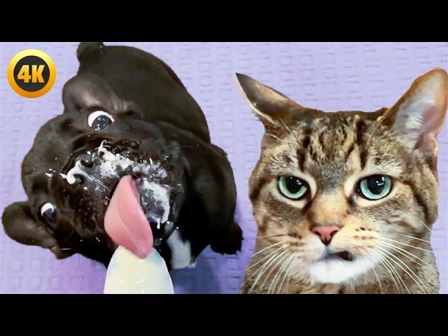 Messy Pets 🤣 | FUNNY Cat and Dog Videos