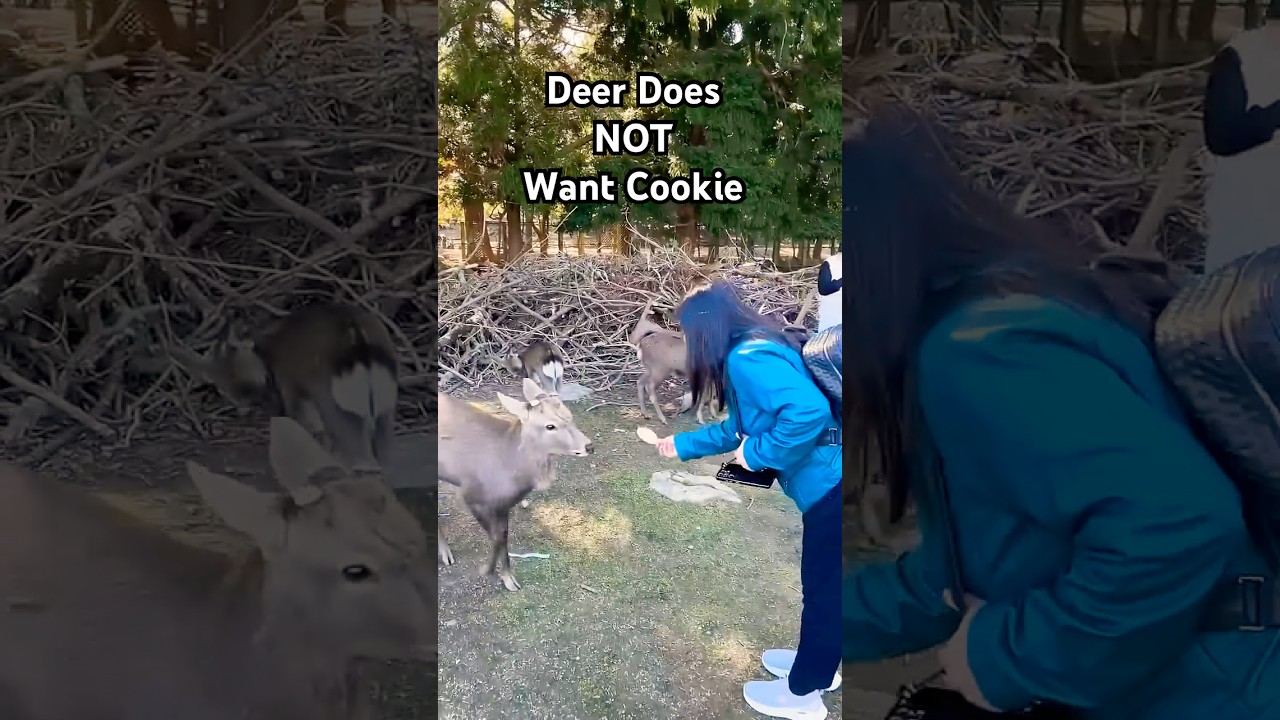 "Oh, no I'm not hungry!" - 🦌 (Via -  Rohini H.) #Deer #DeerLife #Wildlife