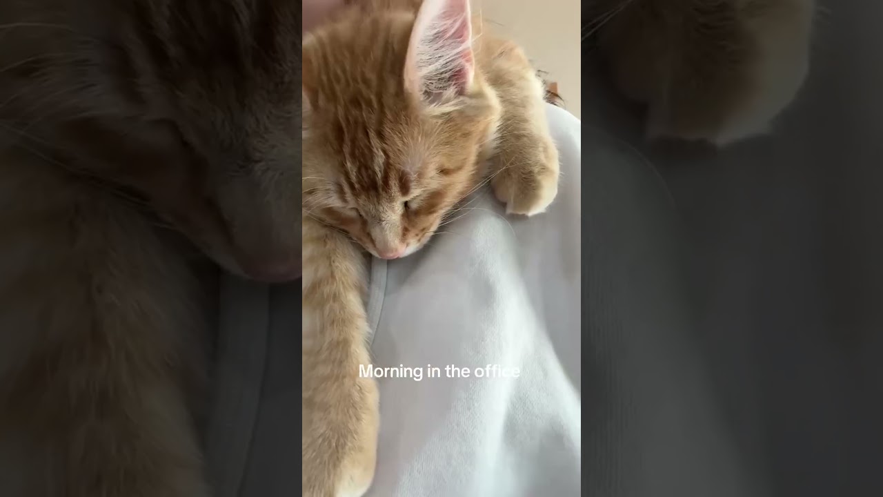 Orange Cat Snuggles Around Neck While Woman Works!