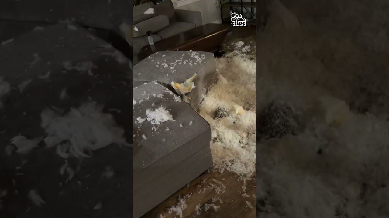 Person Comes Home To CHAOS Caused By Pets