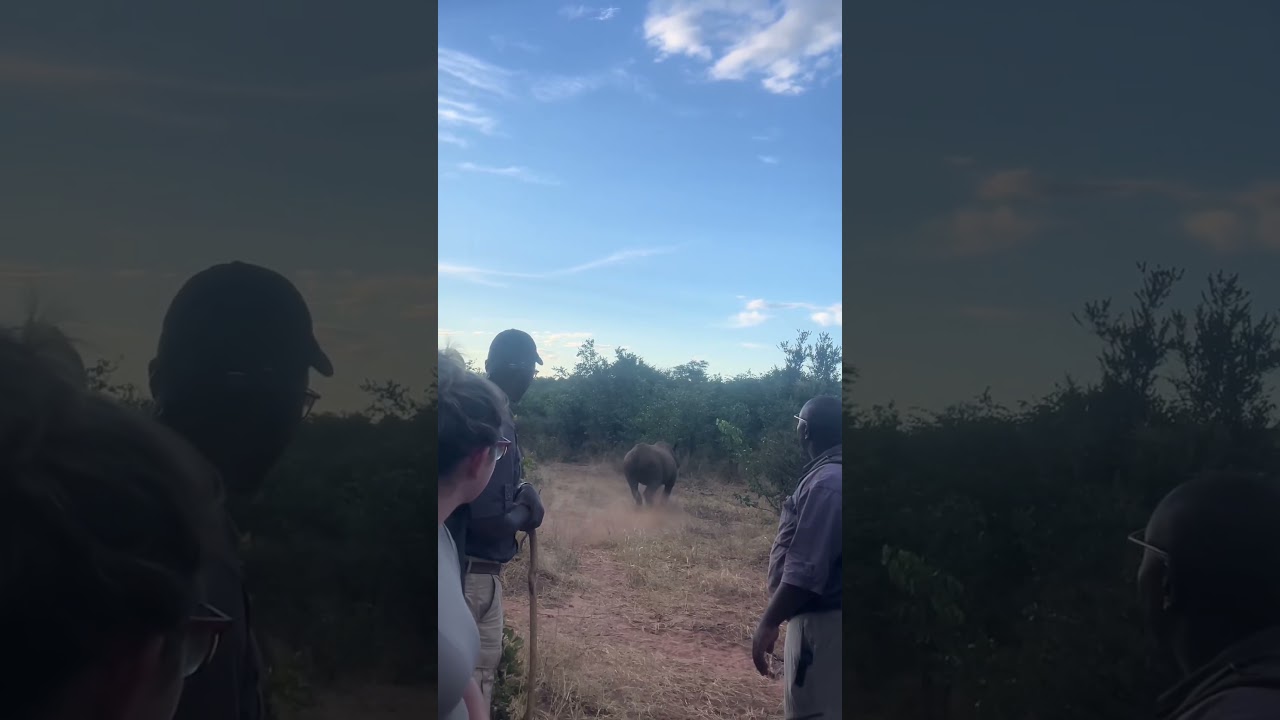 Rhino Nearly Charges Tour Group 😰🦏