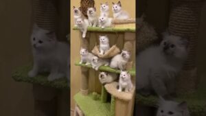 Super Funny Animal Moments 🤣 | Hilarious And CUTE Pet Videos