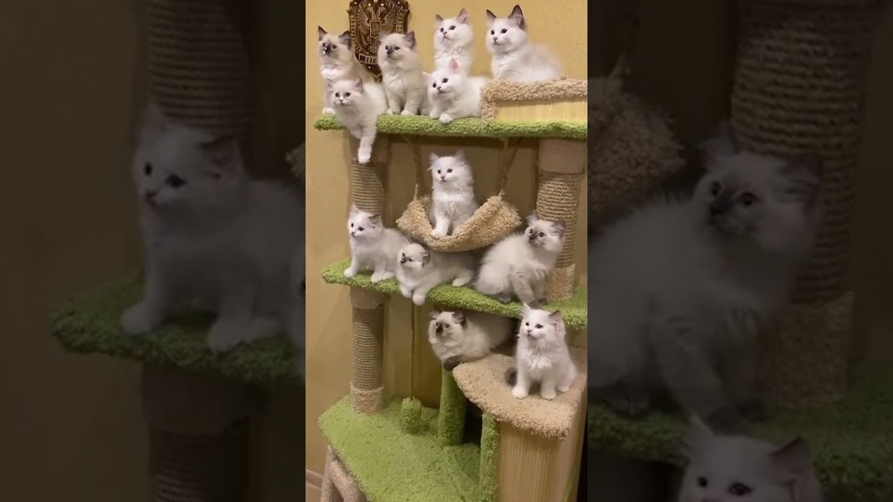 Super Funny Animal Moments 🤣 | Hilarious And CUTE Pet Videos
