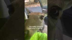 the deer of curiosity and friendliness 🥺🦌