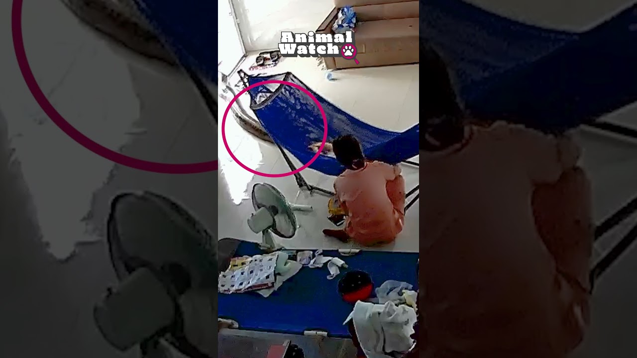 They may be wild but they know how to entertain! #Funny #CCTV #WildAnimals