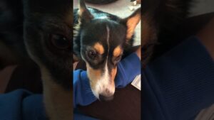Why Does My Dog Spin To Go Potty? | Pet Pointers