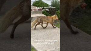 Wild Fox Steals Glizzy's Off Grill In Maryland