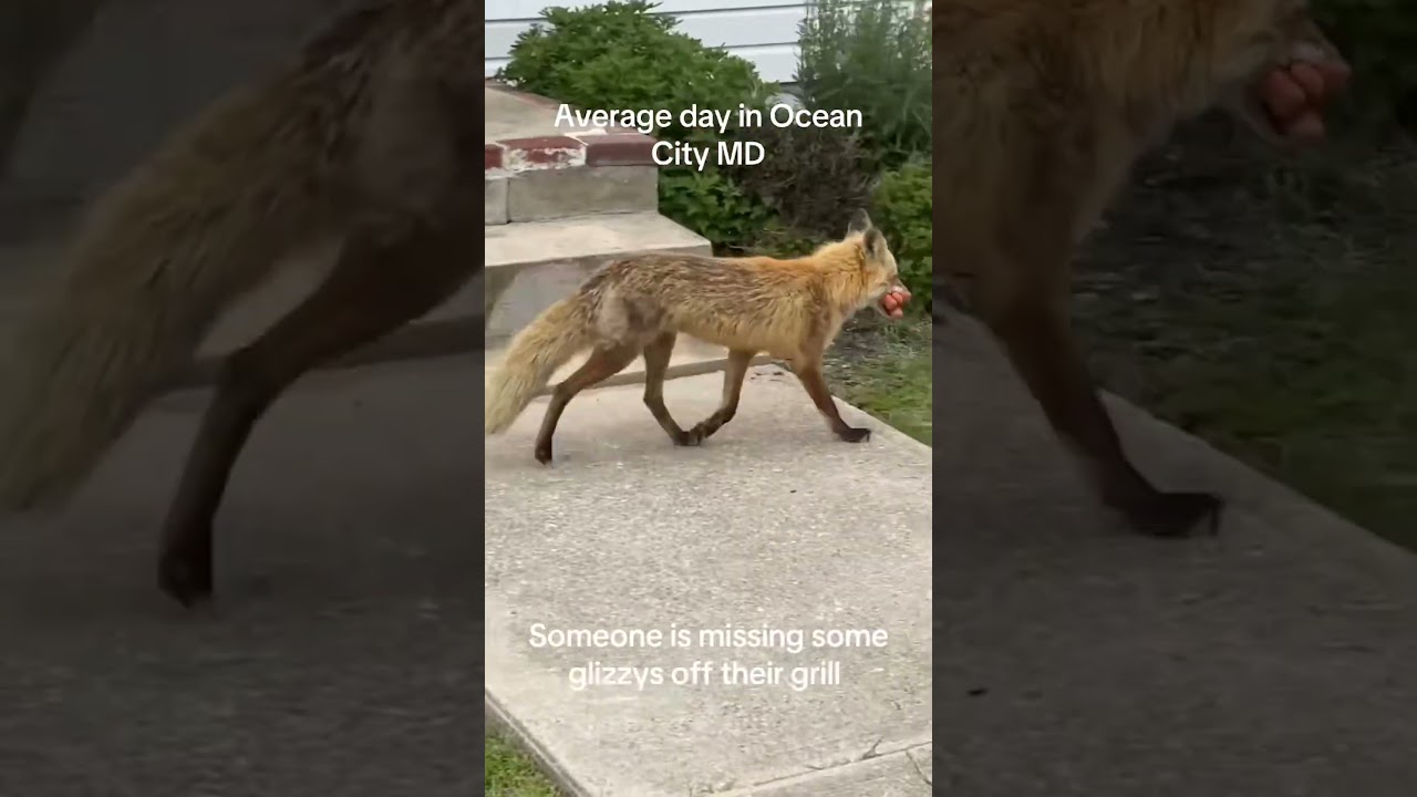 Wild Fox Steals Glizzy's Off Grill In Maryland