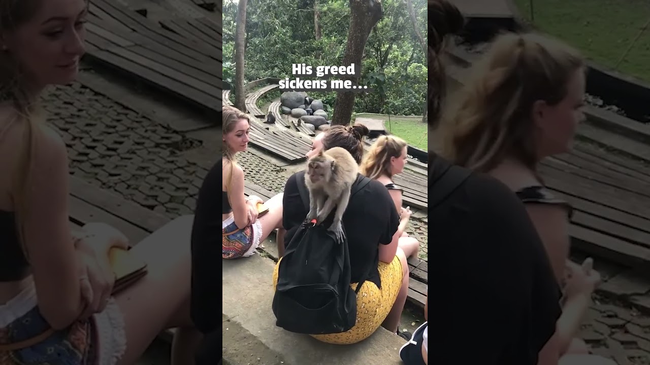 Wild Monkey Steals Things From Bag!