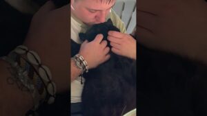 No one gives a belly scratch quite like dad! 💕🐈‍⬛😹