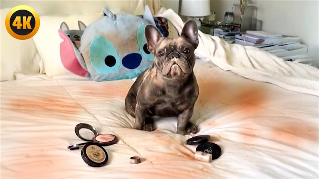FUNNY Frenchie Caught in the Act 🤣 | Try Not to Laugh 😂