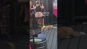 Adorable Corgi Smiles At Camera
