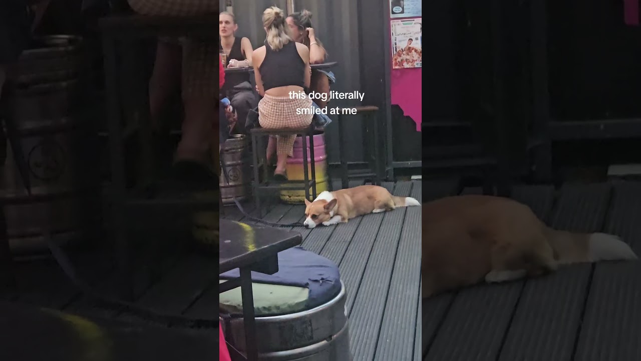 Adorable Corgi Smiles At Camera