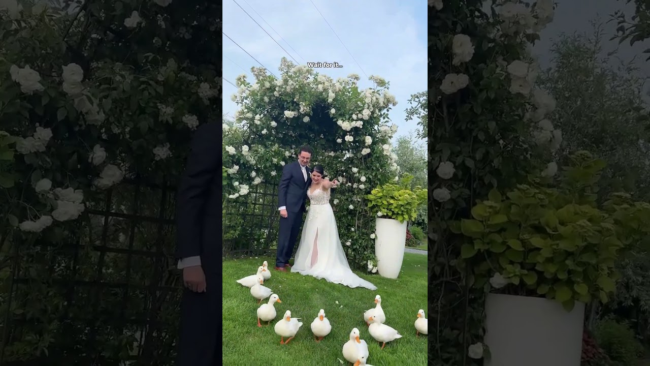 Adorable Ducks Crash Wedding! 😍🐥💖