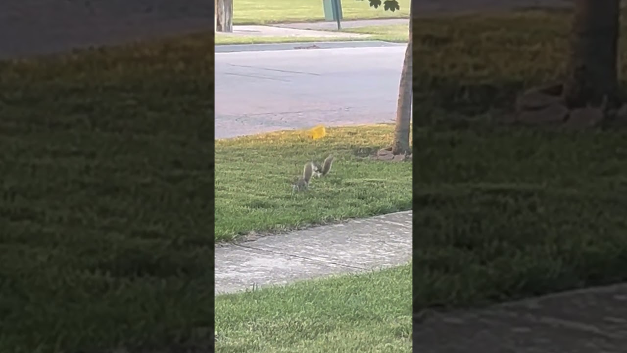 Adorable Squirrels Play Around With Flag On Grass
