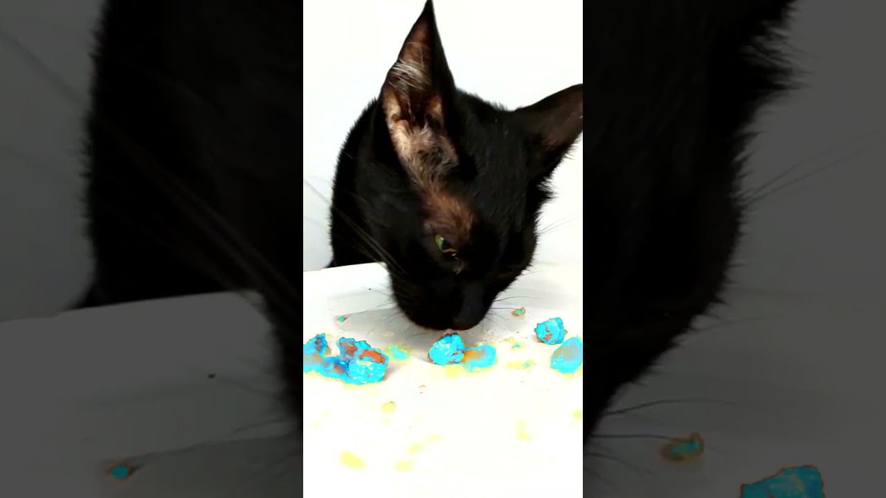 ASMR Mukbang Cat Eating Cyan Food 💙
