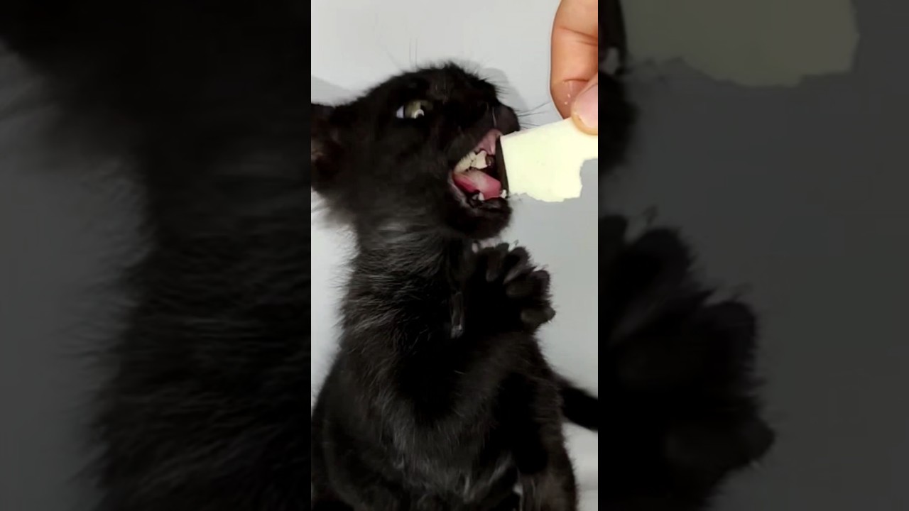 ASMR Mukbang Cat Eating 😺