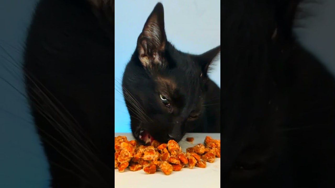 ASMR Mukbang Cat Eating Food 🙀