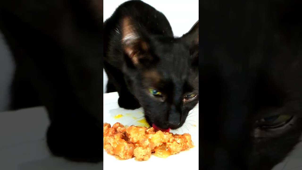 ASMR Mukbang Cat Eating Food & Yolk 🐣