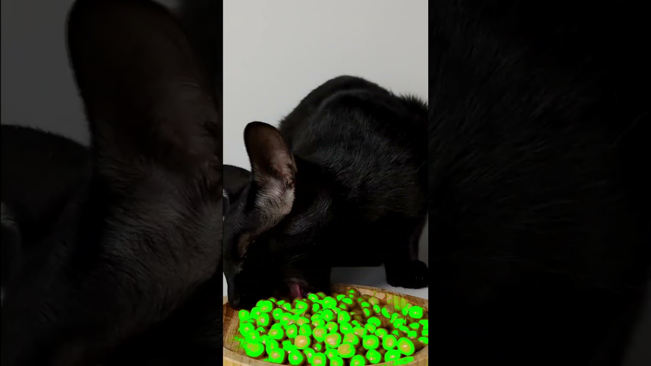 ASMR Mukbang Cat Eating Green💚