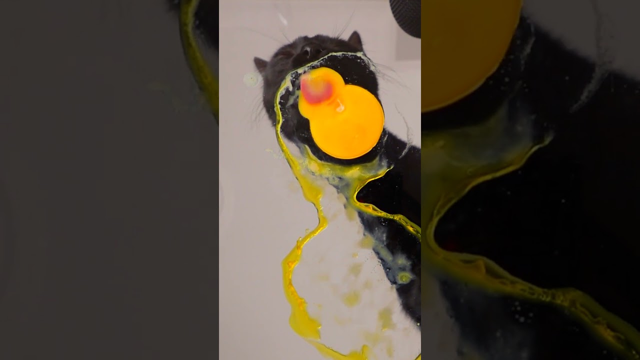 ASMR Mukbang Cat Eating Yolk 🐣