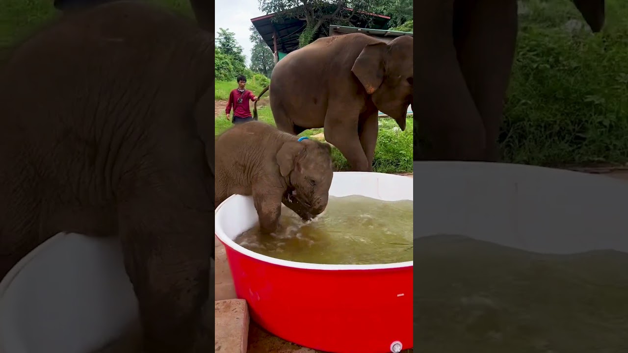 Baby Elephant Dashes Into Pool Tub for Joyful Splash