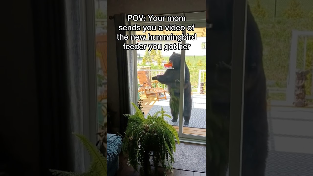 Bear Drinks From Hummingbird Feeder